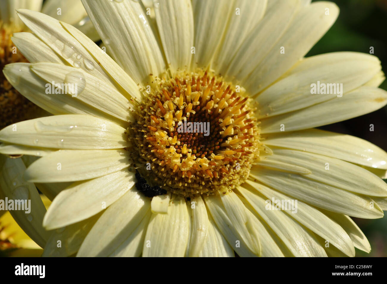 Primo piano di un unico colore giallo cremoso gerber daisy con goccioline di acqua sulla petali, Foto Stock