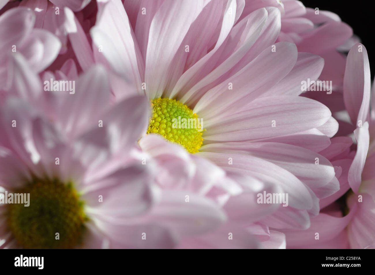 Primo piano di una lavanda daisy nella luce solare pezzata Foto Stock