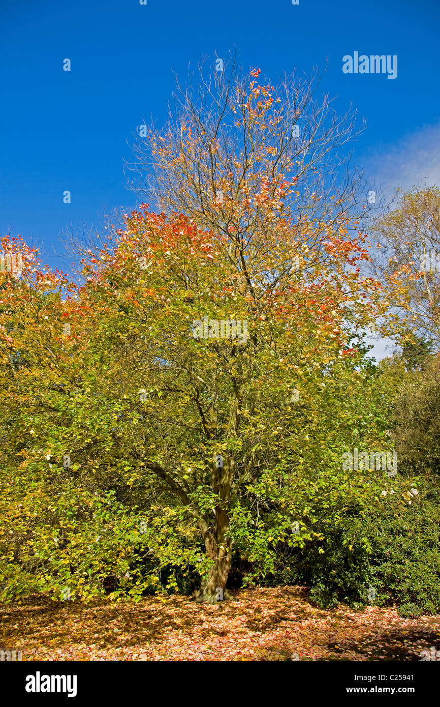 Golden Acre Park Foto Stock