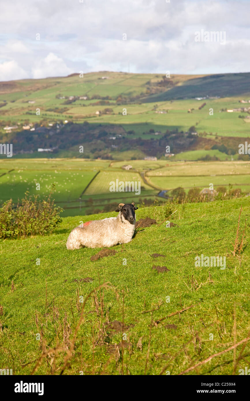Vista del terreno coltivato su Pennine Way appena sopra Mankinholes Foto Stock