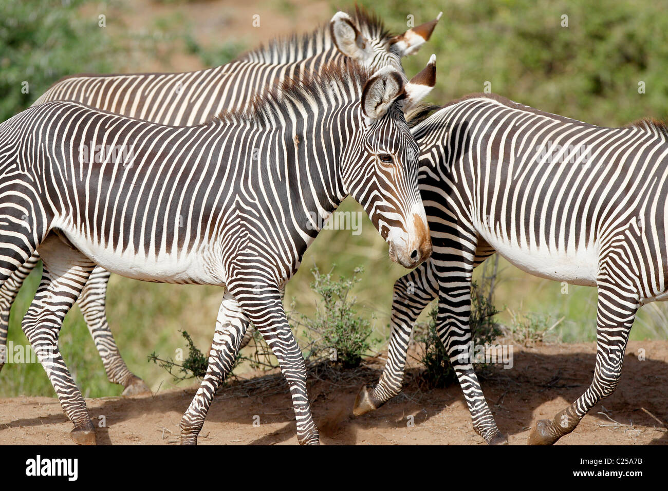 Due Grévy's Zebra nel Samburu riserva nazionale, Kenya Foto Stock