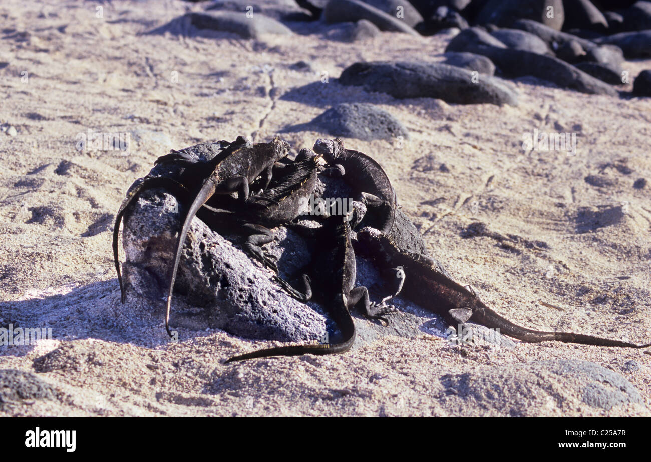Iguana marina del cluster insieme sull isola di Las Plaza. Galapagos. Ecuador Foto Stock