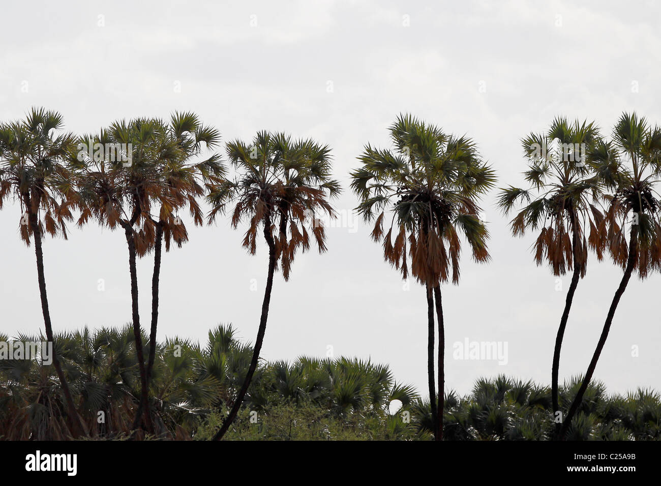 Doum Palms contro una Skyline nel Samburu riserva nazionale, Kenya Foto Stock