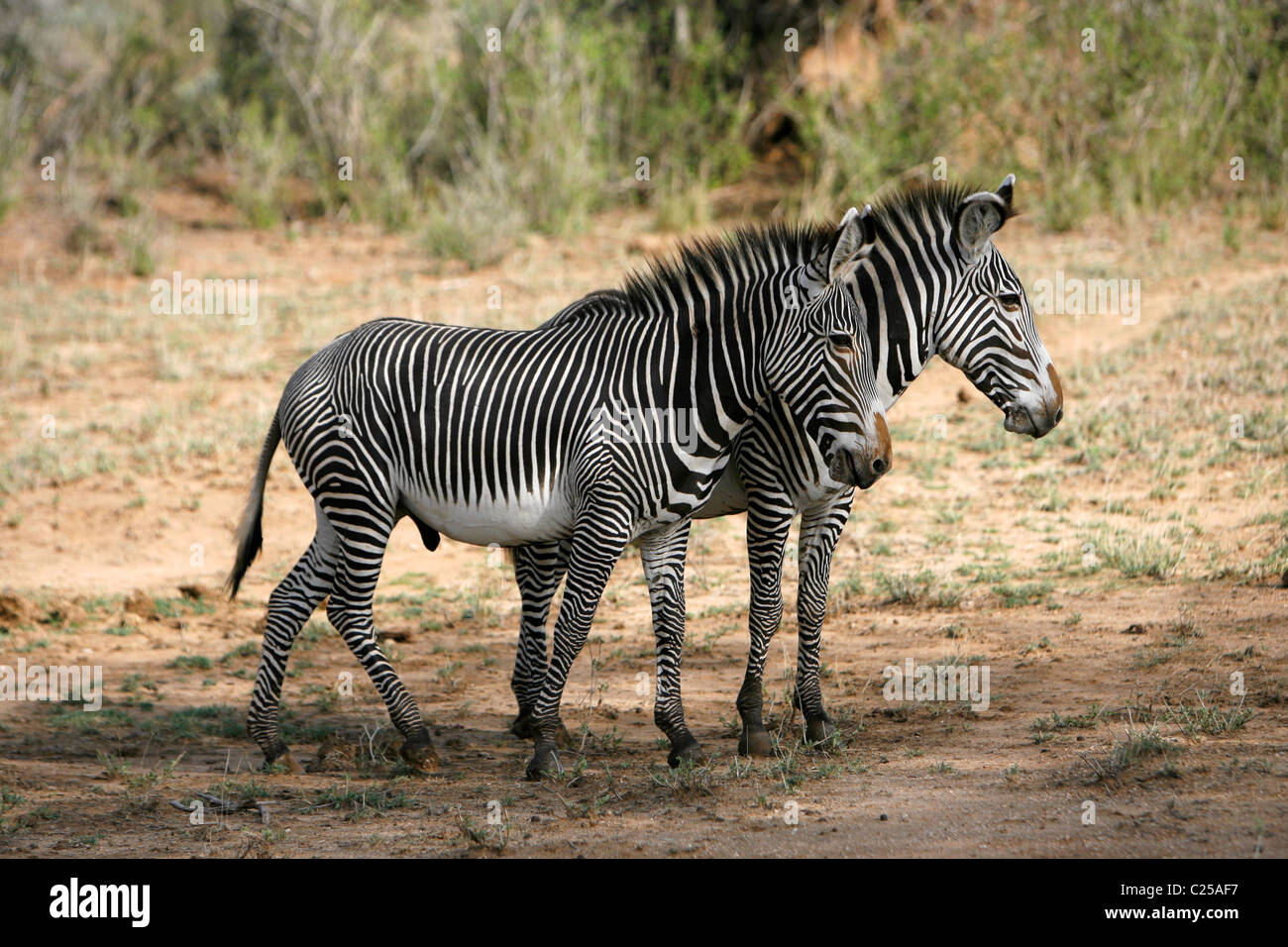 Due Grévy's Zebra nel Samburu riserva nazionale, Kenya Foto Stock