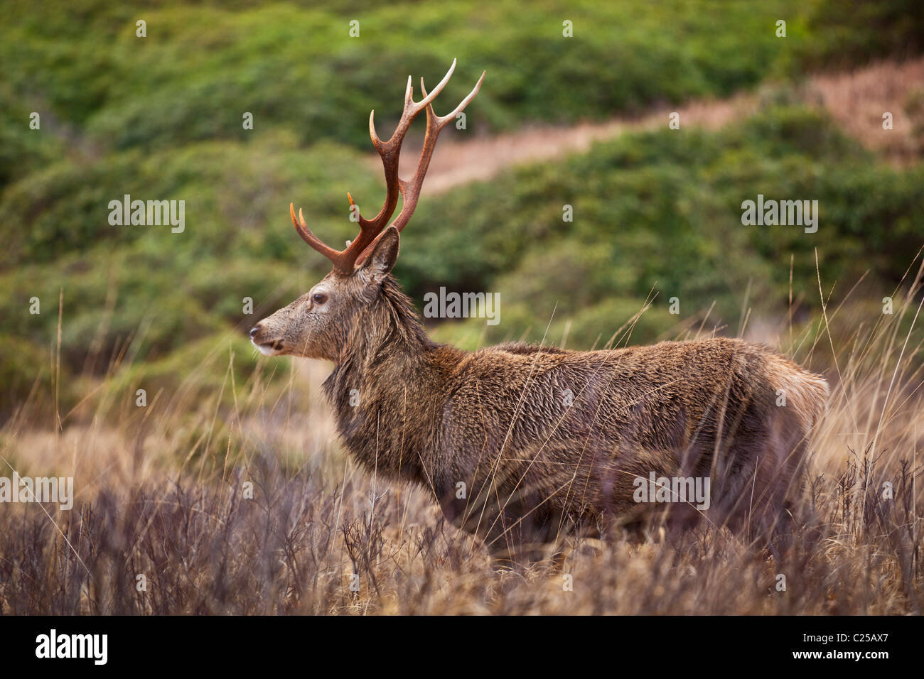 Cervo rosso con formiche Glen Etive Highland Argyll Highlands scozzesi Scozia GB Europe Foto Stock