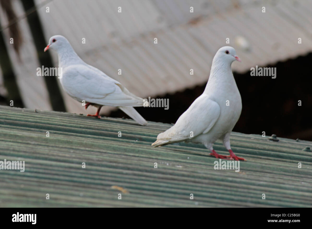 White & Rock colombe, Columba livia, Piccione bianco, India Foto Stock