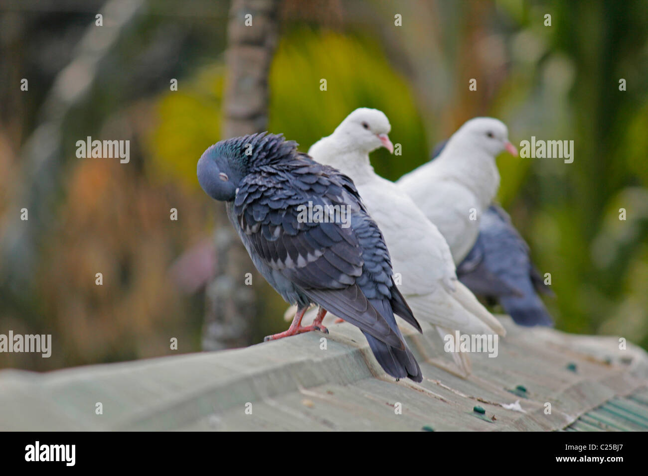 White & Rock colombe, Columba livia, Piccione bianco, India Foto Stock