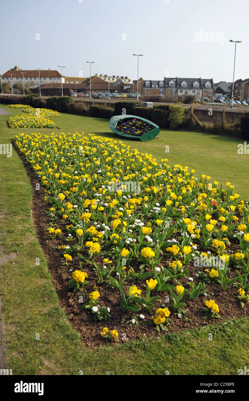 Letti di fiori con tulipani nel centro città di confine seaford East Sussex Regno Unito Foto Stock