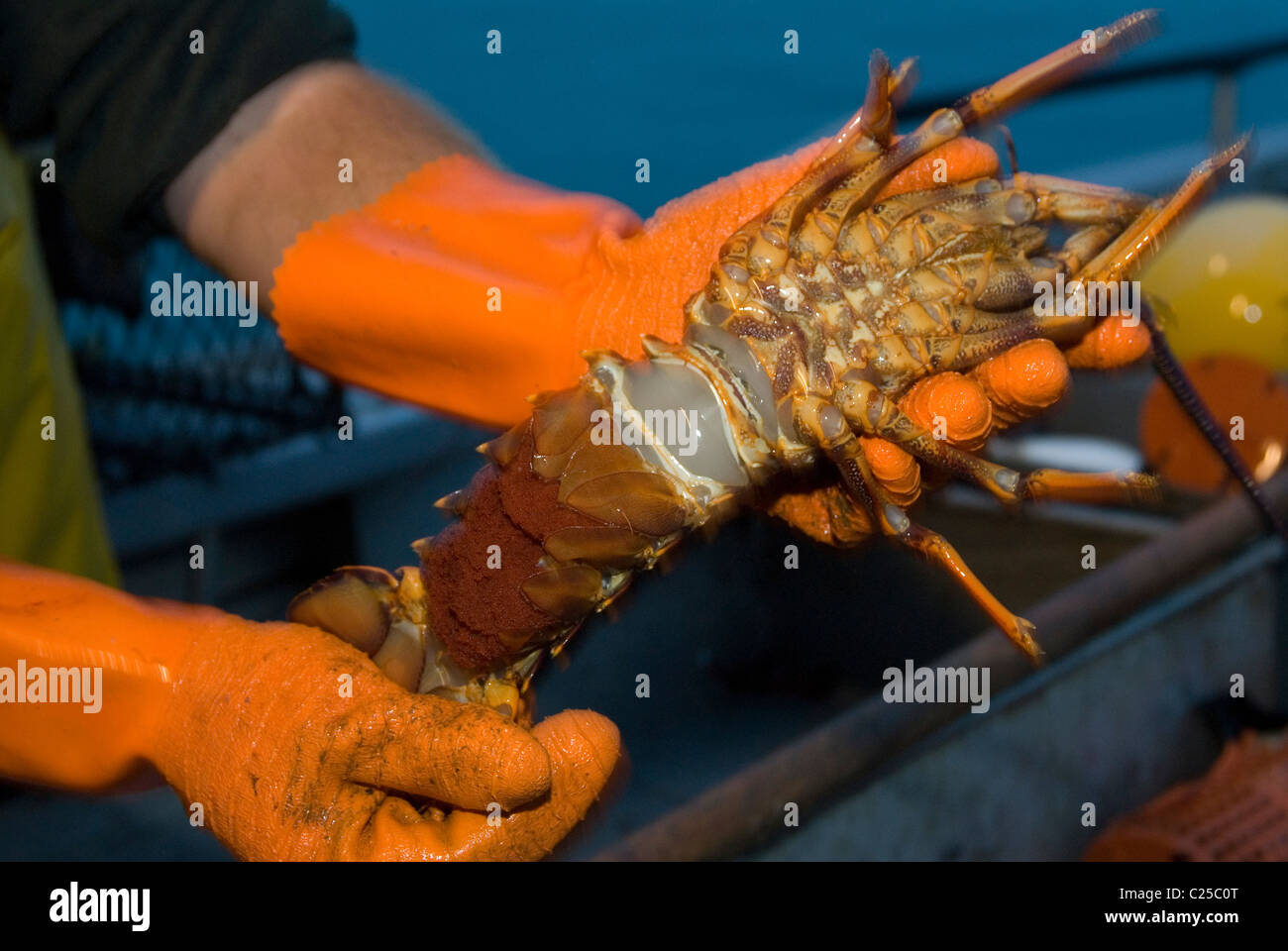 La pesca dell'aragosta, Kaikoura, Nuova Zelanda Foto Stock