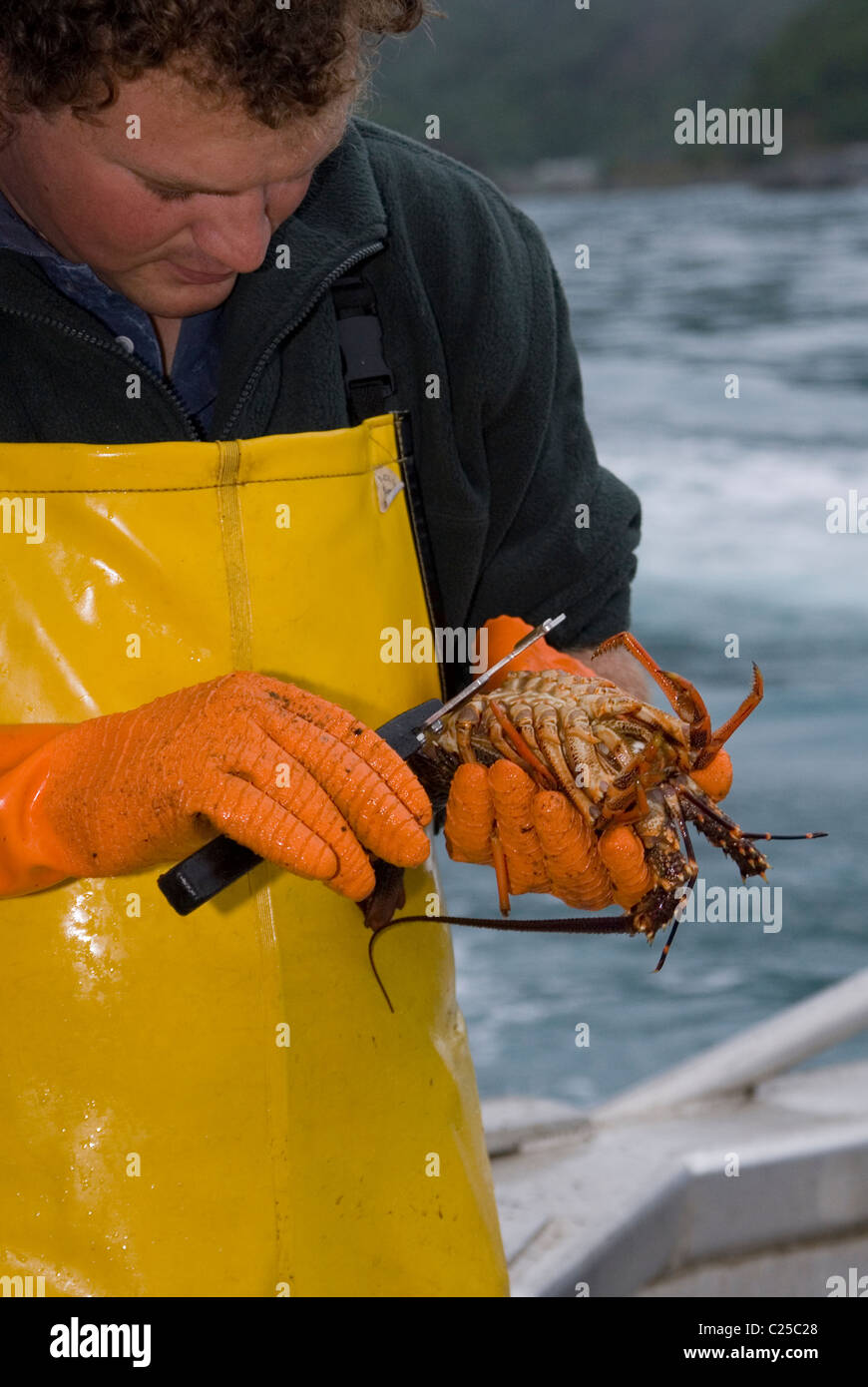 La pesca dell'aragosta, Kaikoura, Nuova Zelanda Foto Stock