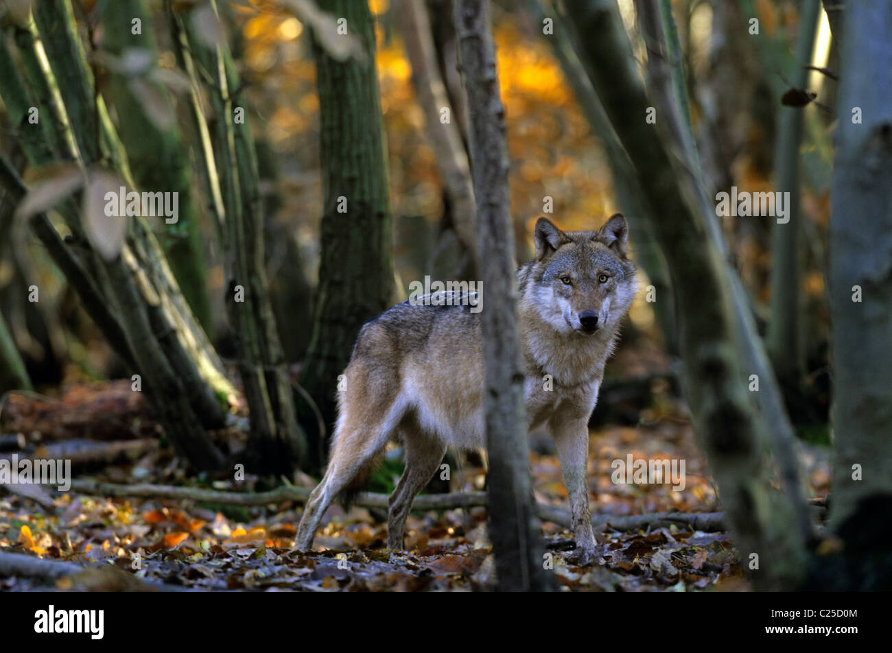 Lupo europeo (Canis lupus), Captive presso Wildwood Trust, Kent, Regno Unito Foto Stock