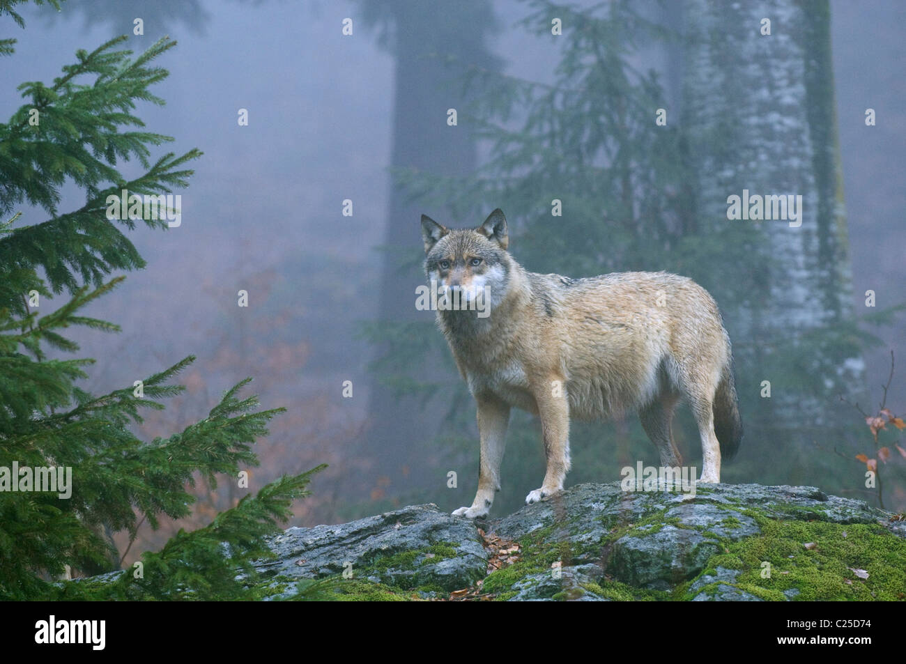 Unione lupo (Canis lupus), Captive, Bavarian National Park, Germania Foto Stock