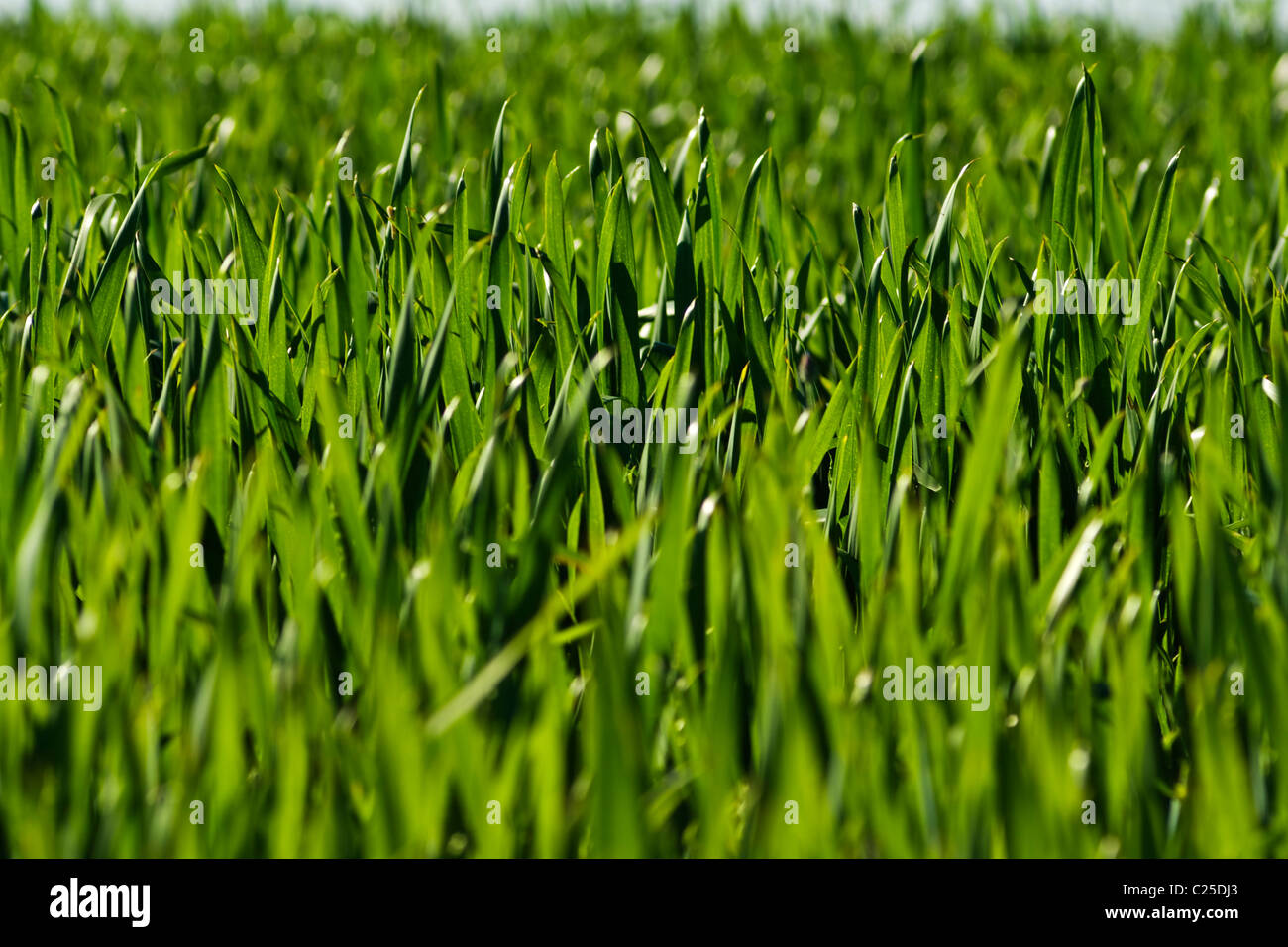 Verde erba fresca nella stagione primaverile closeup Foto Stock