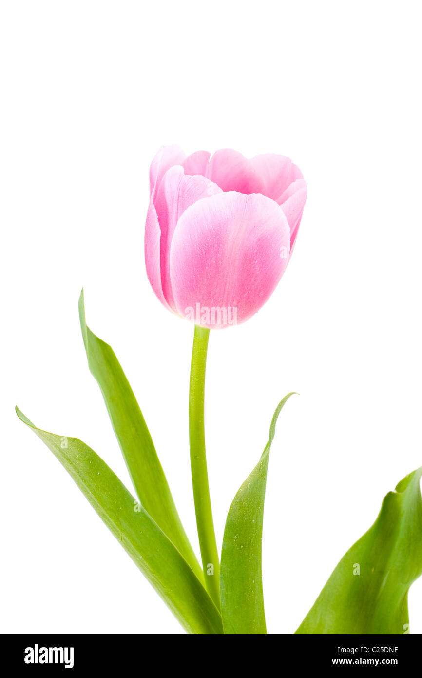 Pink & White Tulip isolato con acqua caduta Foto Stock