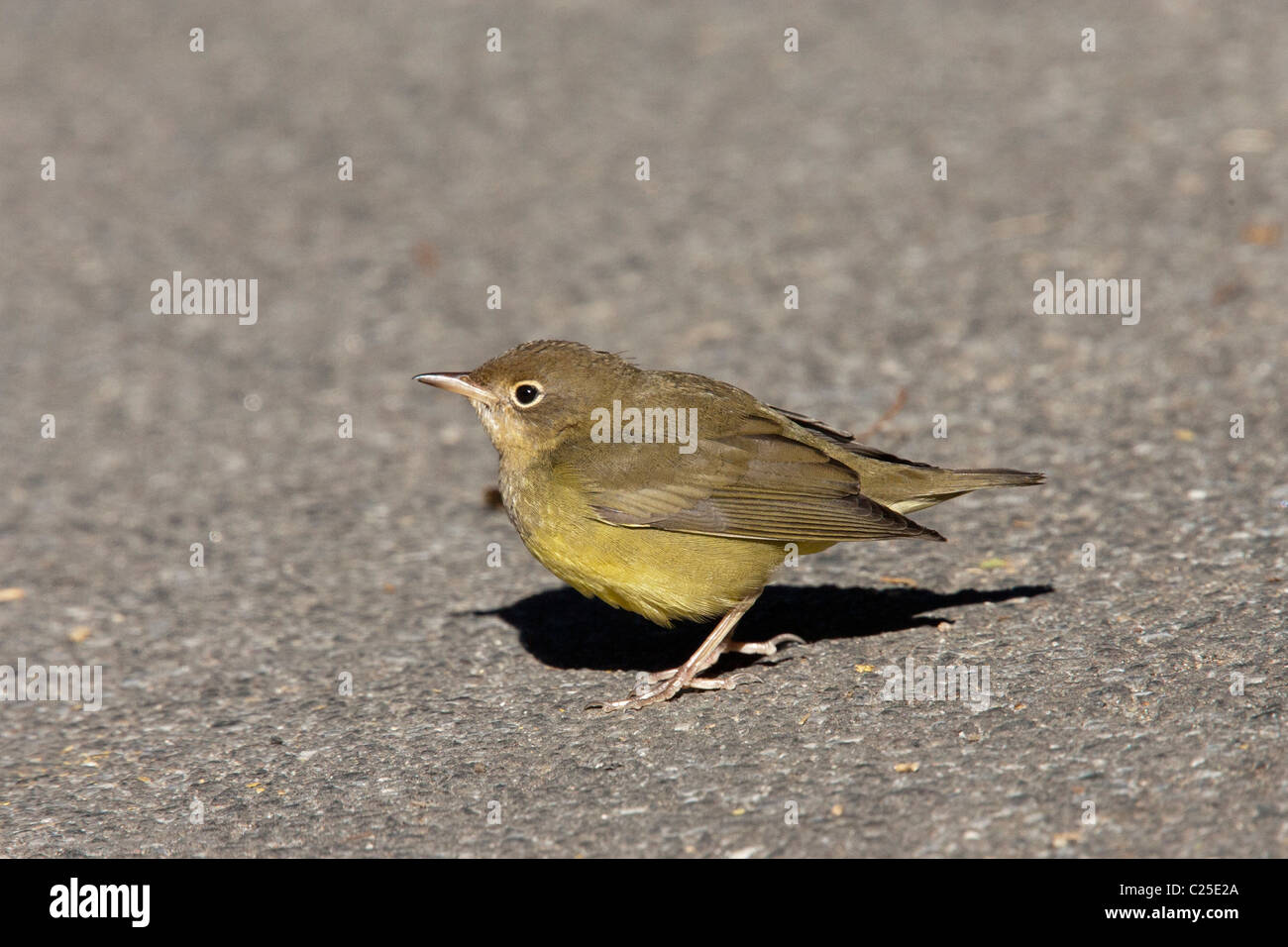 Connecticut Trillo in non-allevamento del piumaggio in piedi su un marciapiede in New York City Central Park Foto Stock