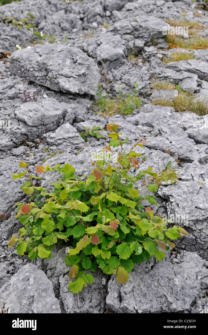 Hazel: Coryllus avellana, crescente da gryke . Il Burren, County Clare, Irlanda Foto Stock