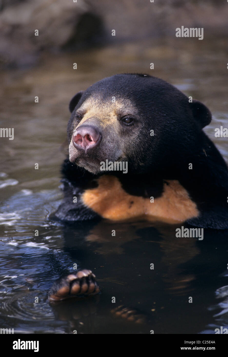 Sun bear (Helarctos malayanus) salvato dal commercio di specie selvatiche. Phnom Tamao Wildlife Rescue Center, Cambogia Foto Stock