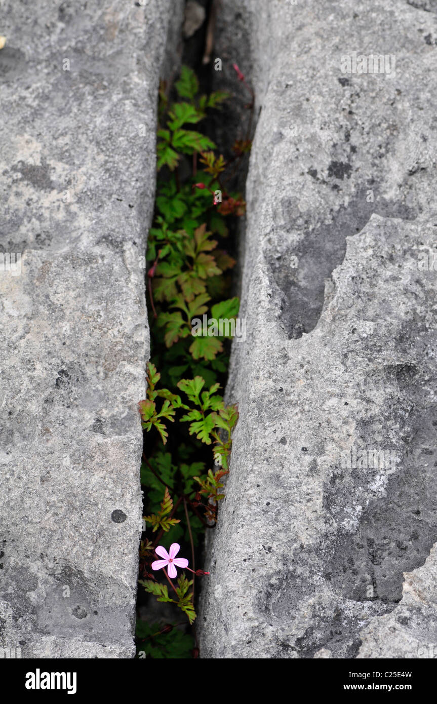 Herb Robert: Geranium robertianum. Crescendo in gryke sulla pavimentazione di pietra calcarea. Il Burren, County Clare, Irlanda. Foto Stock