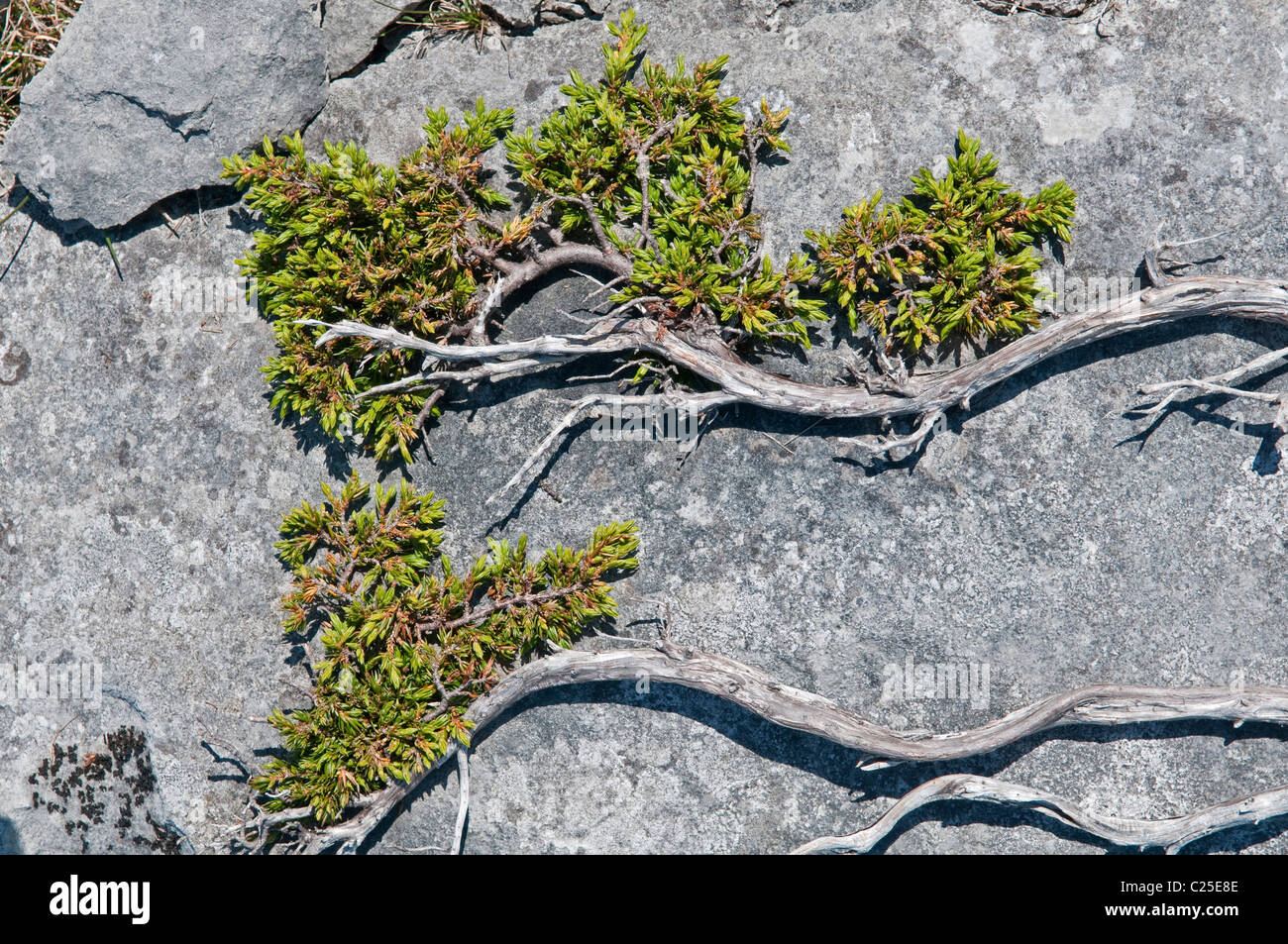Juniper: Juniperis communis. Crescendo in gryke sulla pavimentazione di pietra calcarea. Il Burren, County Clare, Irlanda. Foto Stock