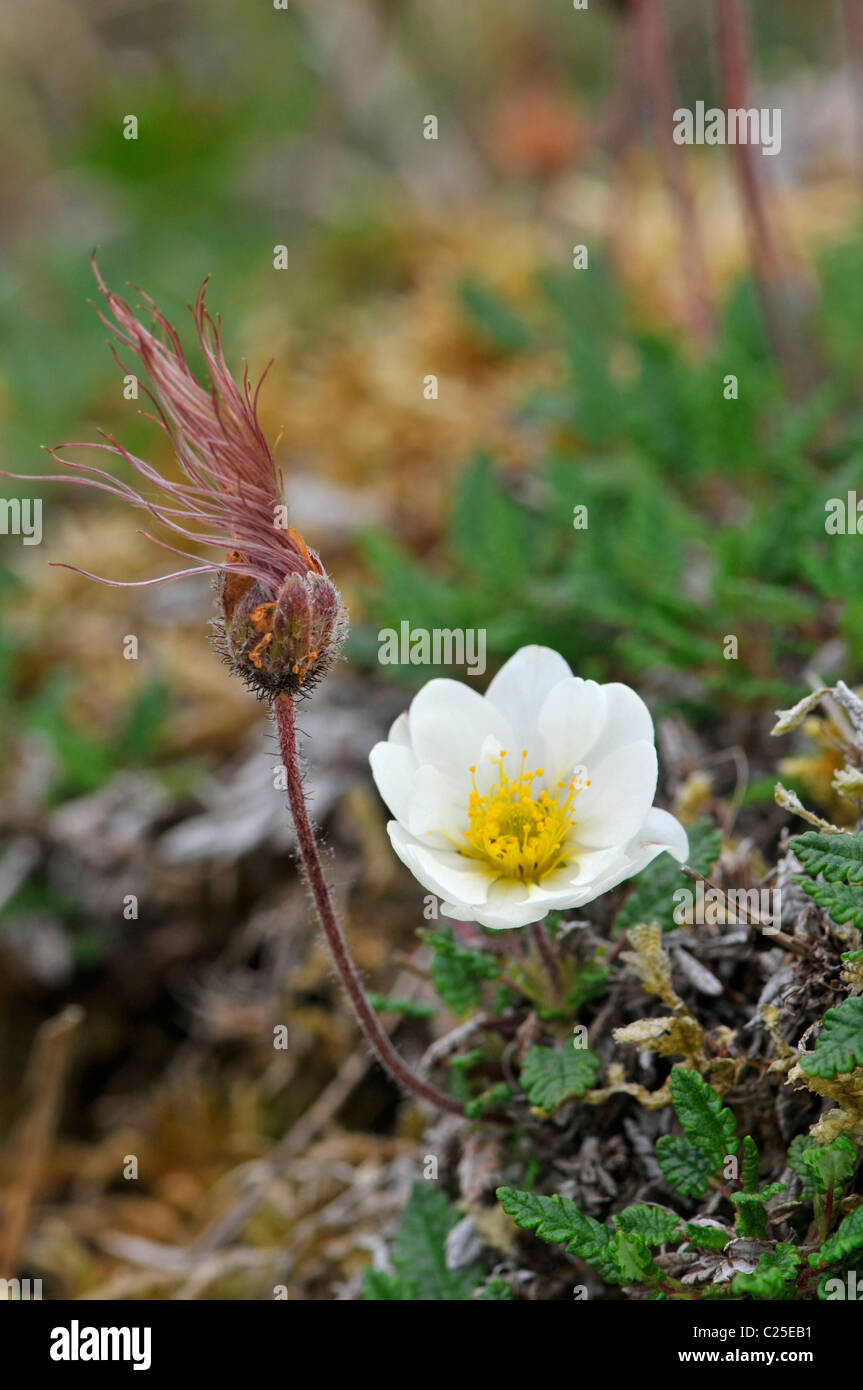Mountain Avens: Dryas octopetala. Il Burren, County Clare, Irlanda nota testa di sementi Foto Stock