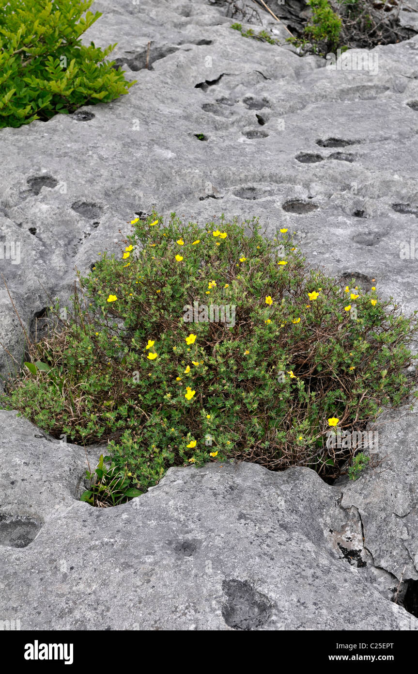 Cinquefoil arbustive: Potentilla fruticosa. Crescendo in gryke sulla pavimentazione di pietra calcarea. Il Burren, County Clare, Irlanda Foto Stock