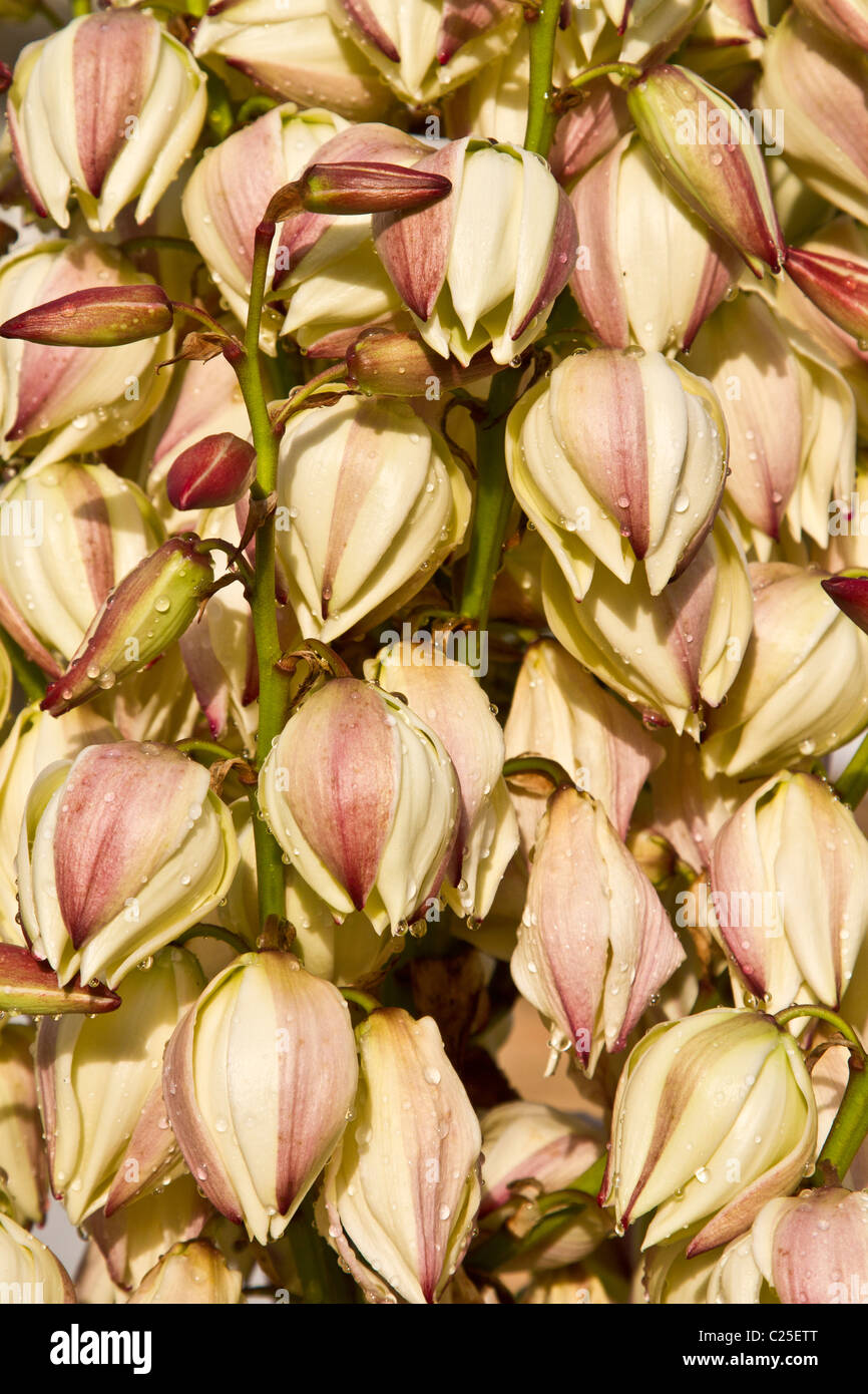 A forma di campana fiori di Yucca gloriosa Foto Stock