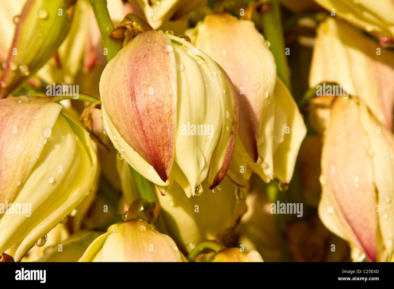 A forma di campana fiori di Yucca gloriosa Foto Stock