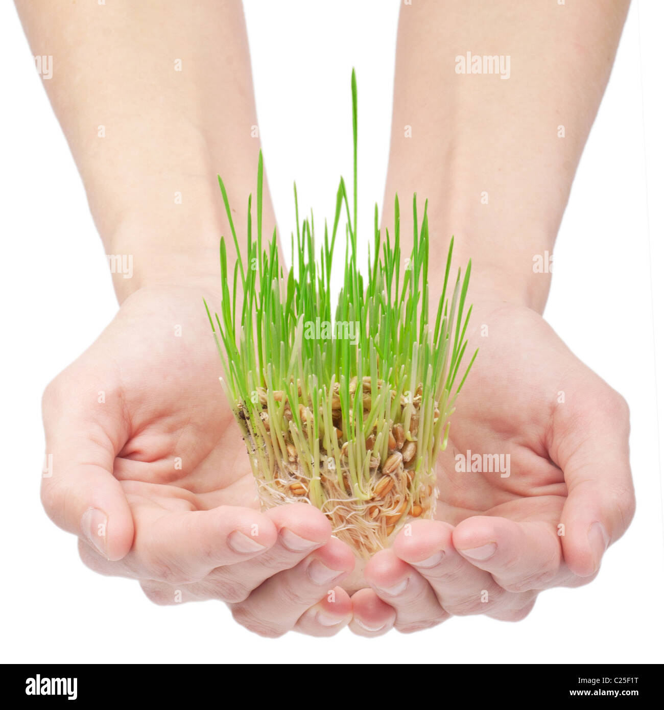 Erba verde nelle mani della donna isolato su bianco Foto Stock