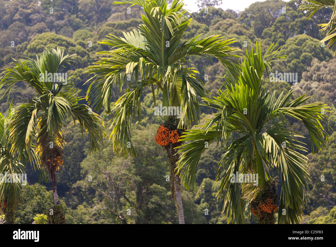 Olio di palma di albero in Boreno malese Foto Stock