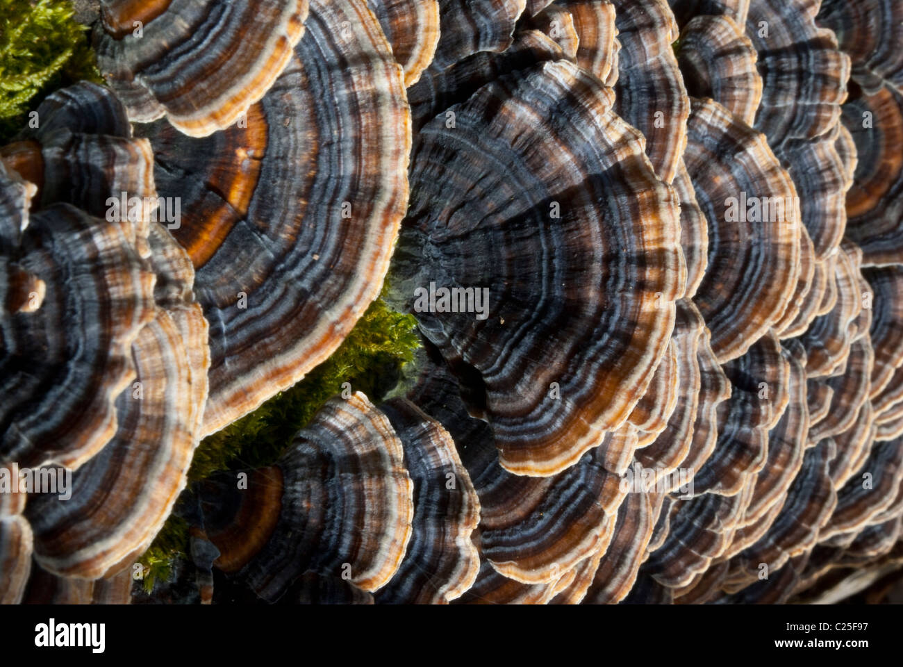 Primo piano sul ripiano mushroooms. Albero fungo polyporus Foto Stock