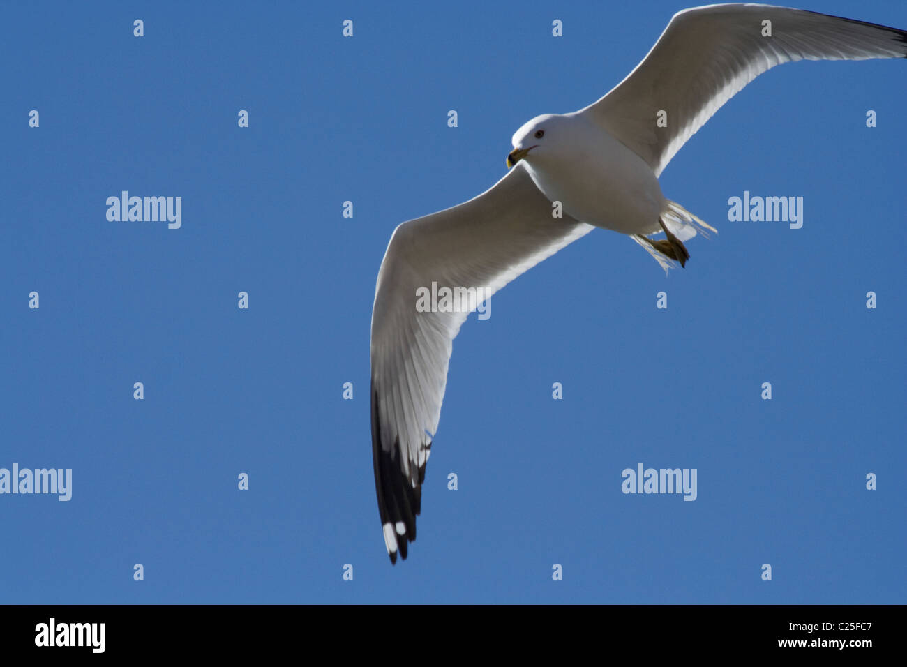 Seagull nel cielo Foto Stock