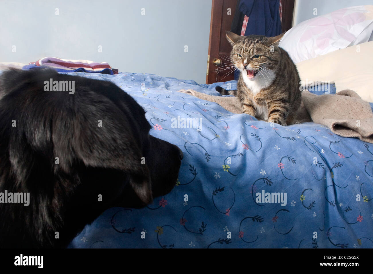 Cat sibili al cane di avvicinamento Foto Stock