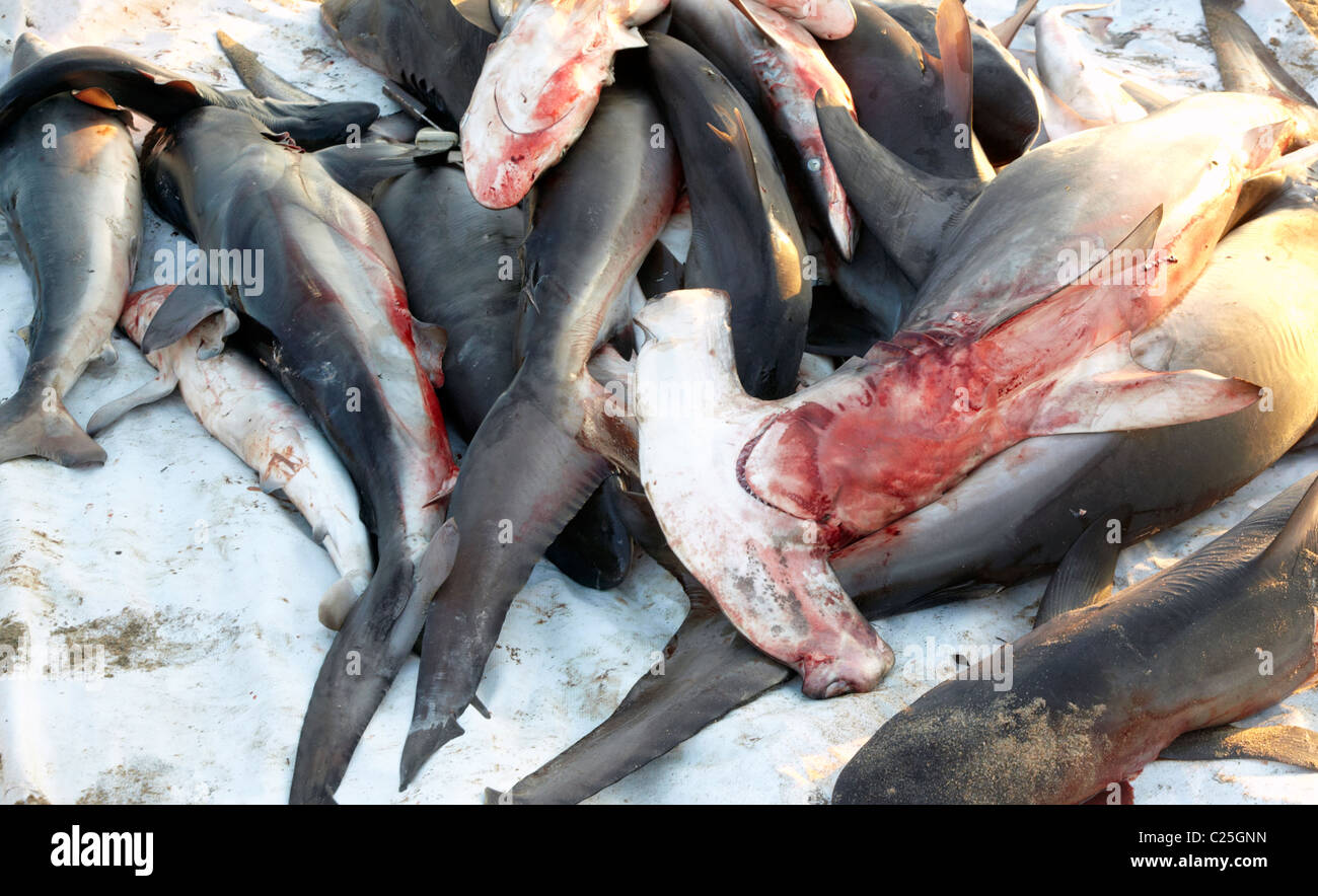 Gli squali morti Mazunte Spiaggia Messico Oaxaca Foto Stock