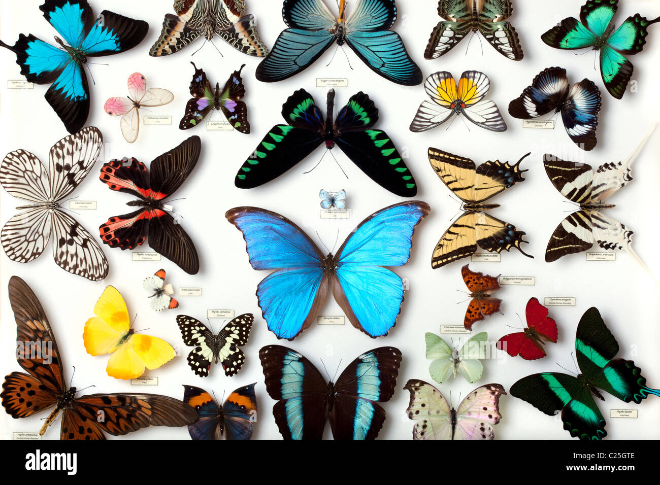 Visualizzazione della collezione di farfalle Foto Stock