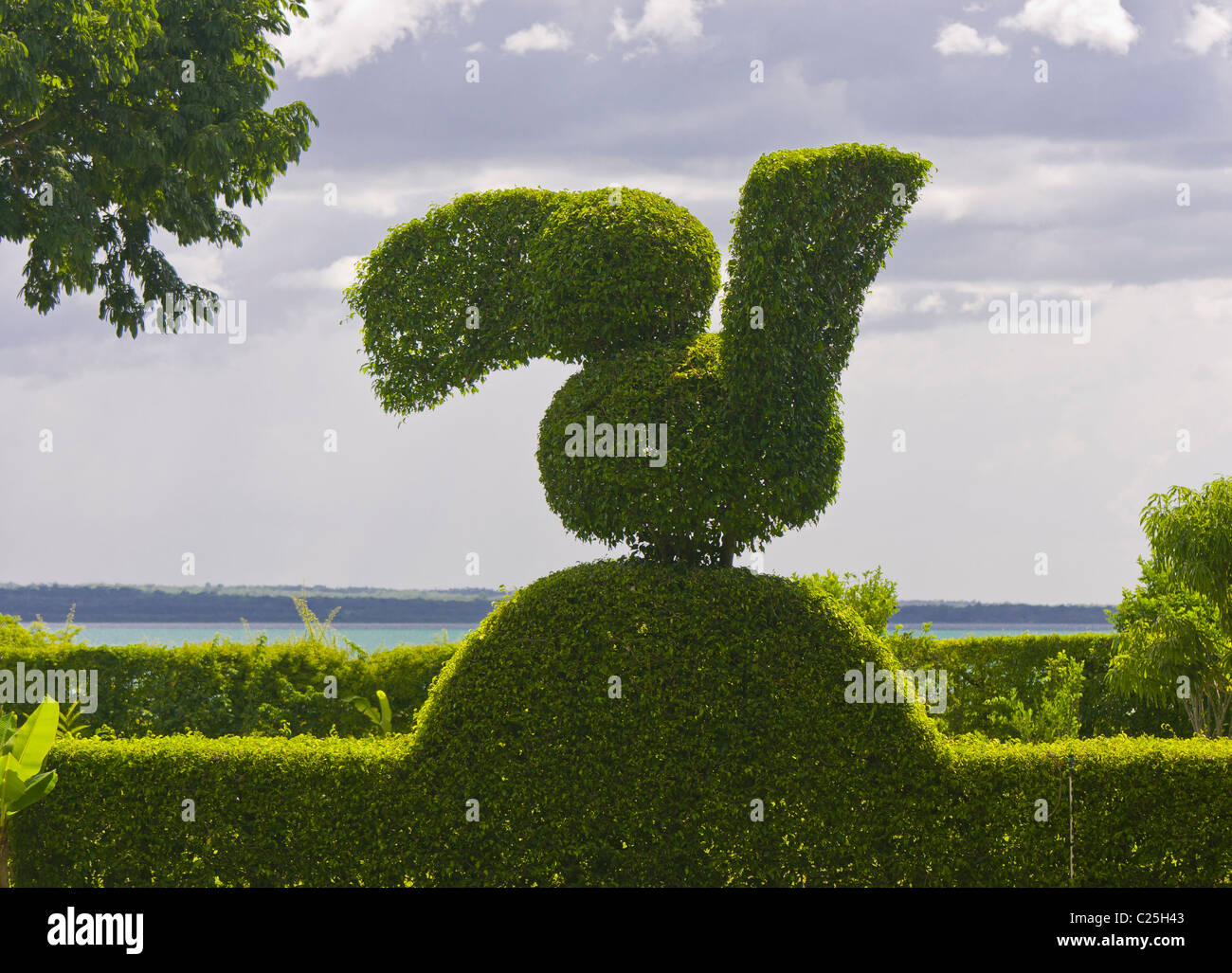REMATE, GUATEMALA - Topiaria da in giardino, in forma di toucan bird. Foto Stock