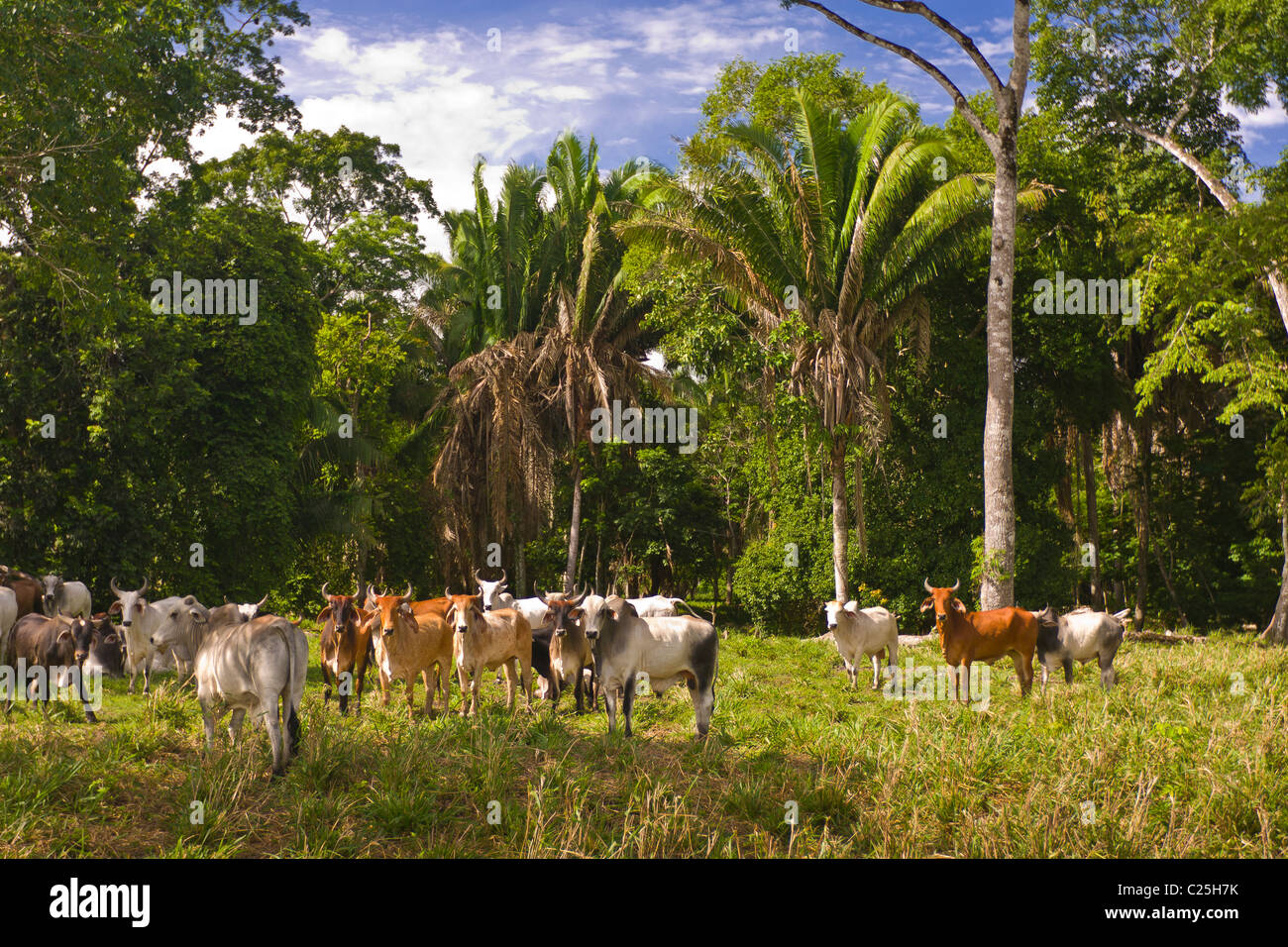 Petén, GUATEMALA - bovini zebù in pascolo. Bovini zebù sono meglio adatta per ambienti tropicali. Foto Stock