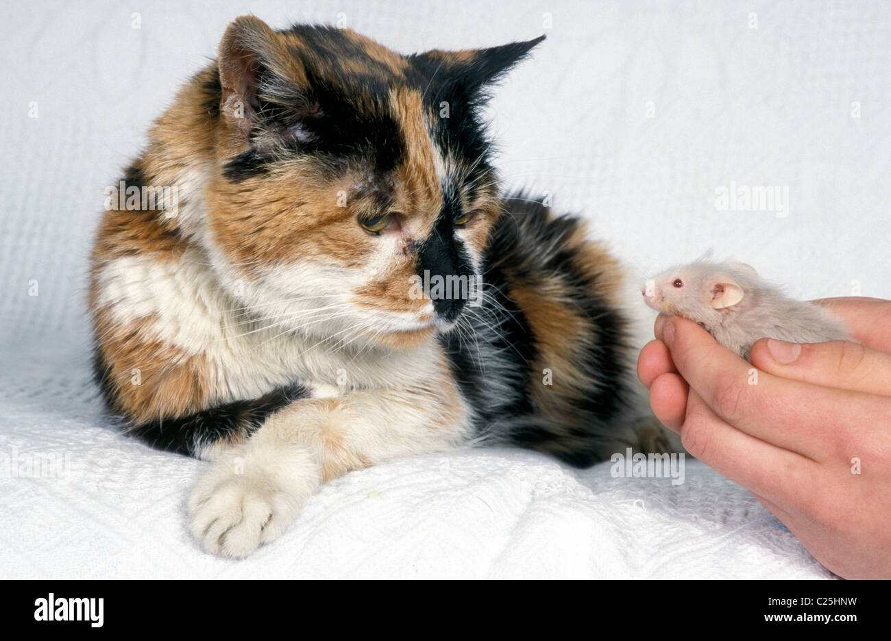 Proprietario domestico di introduzione del mouse per anziani cat Foto Stock