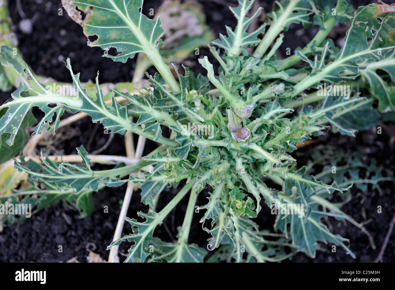 "Brussel germoglio' (Brassica oleracea) impianto danneggiati da piccioni in giardino Foto Stock