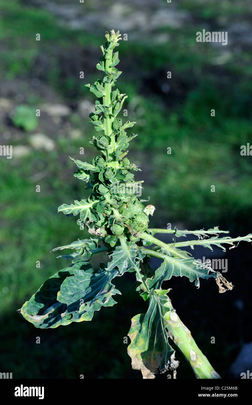 "Brussel germoglio' (Brassica oleracea) foglie spogliato da piccioni in giardino Foto Stock