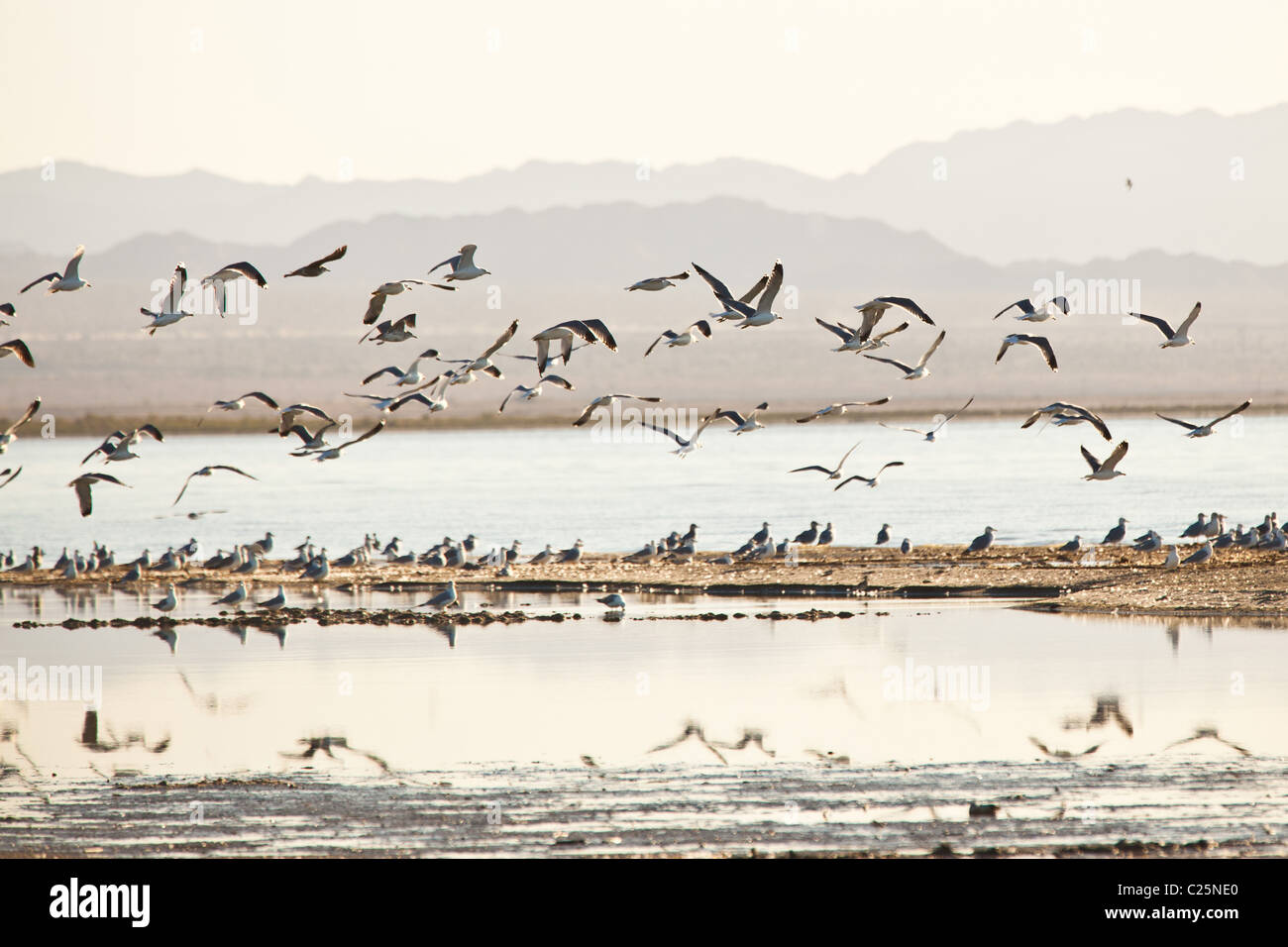 Migliaia di uccelli lungo la costa del Salton Sea Imperial Valley, CA. Il mare è il percorso di migrazione Pacific flyway Foto Stock