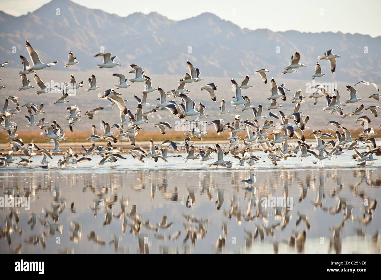 Migliaia di uccelli lungo la costa del Salton Sea Imperial Valley, CA. Il mare è il percorso di migrazione Pacific flyway Foto Stock