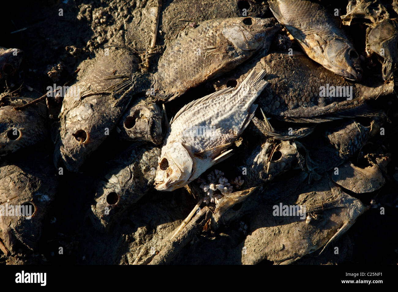 Talipia morto sulla costa del Salton Sea Imperial Valley, CA. I pesci muoiono per mancanza di ossigeno e di concentrazioni di sale. Foto Stock