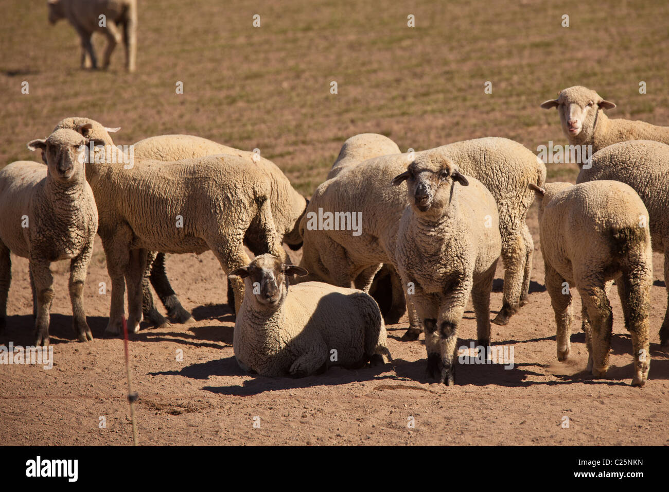 Pecore pascolano nella Valle Imperiale Niland, CA. Foto Stock