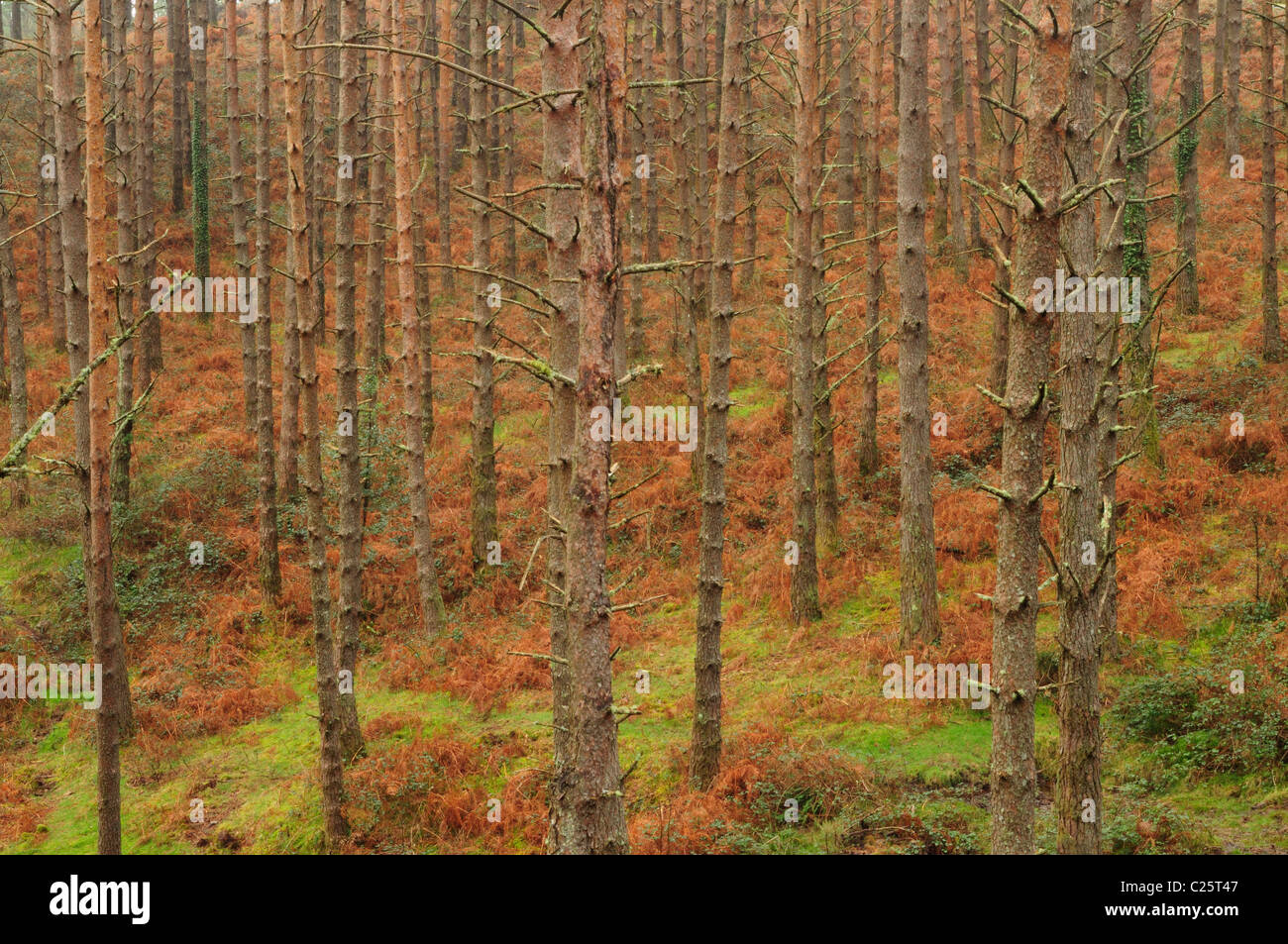 Di pino silvestre (Pinus sylvestris) Foto Stock