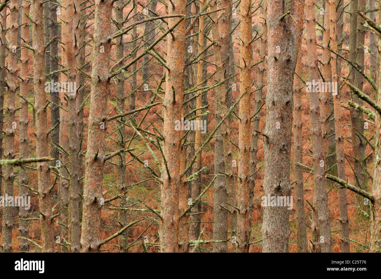 Di pino silvestre (Pinus sylvestris) Foto Stock