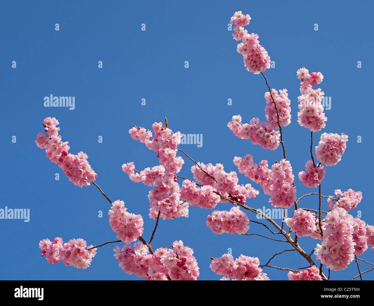 Coloratissima primavera rosa tree blossom contro un cielo blu. Foto Stock