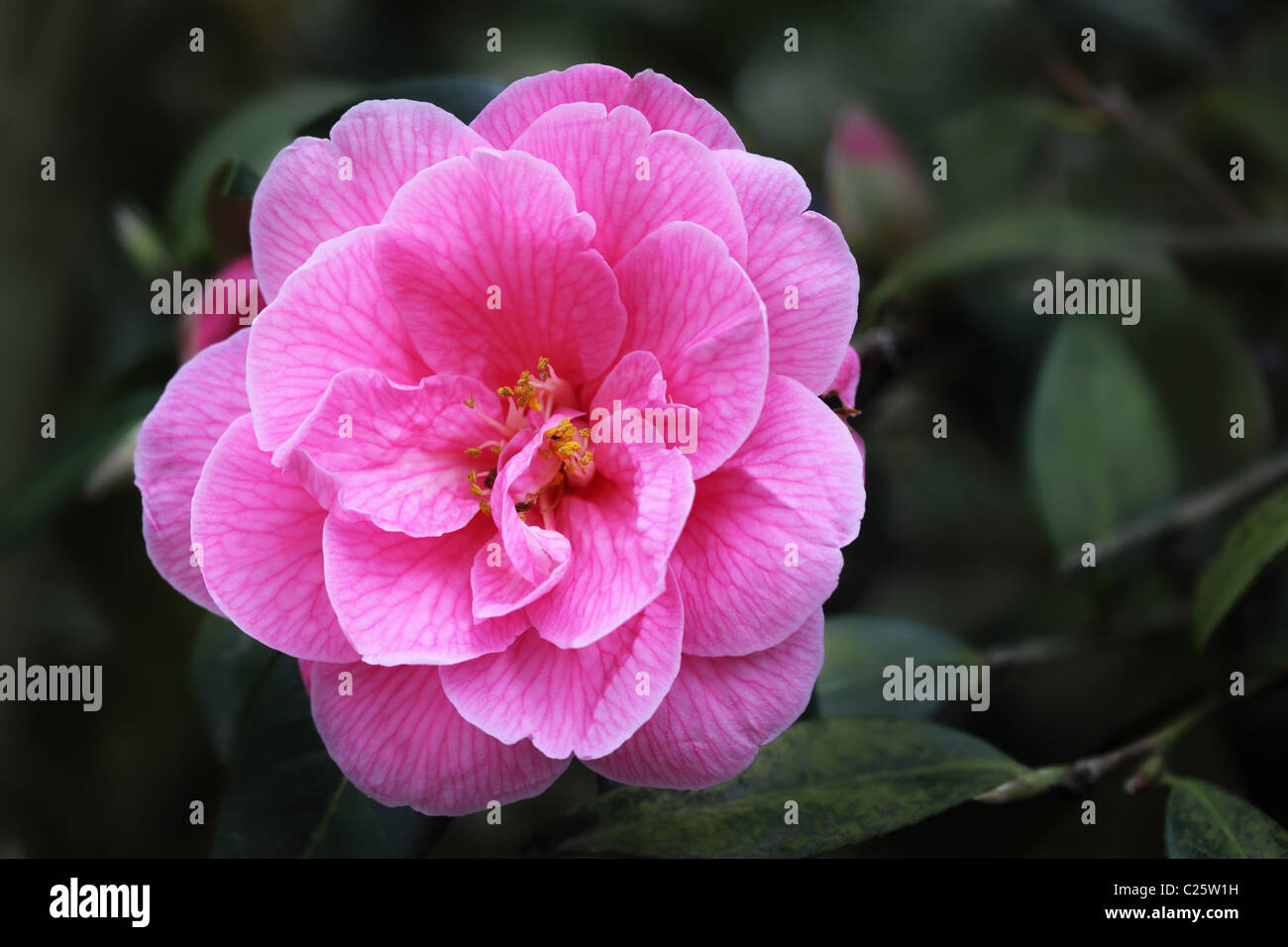 In prossimità di una perfetta Pink Camellia contro un oscuro sfondo sfocato Foto Stock