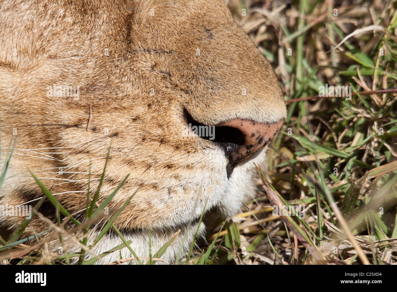 Faccia Lions closeup ( Panthera leo ) nel Masai Mara , Kenya , Africa Foto Stock