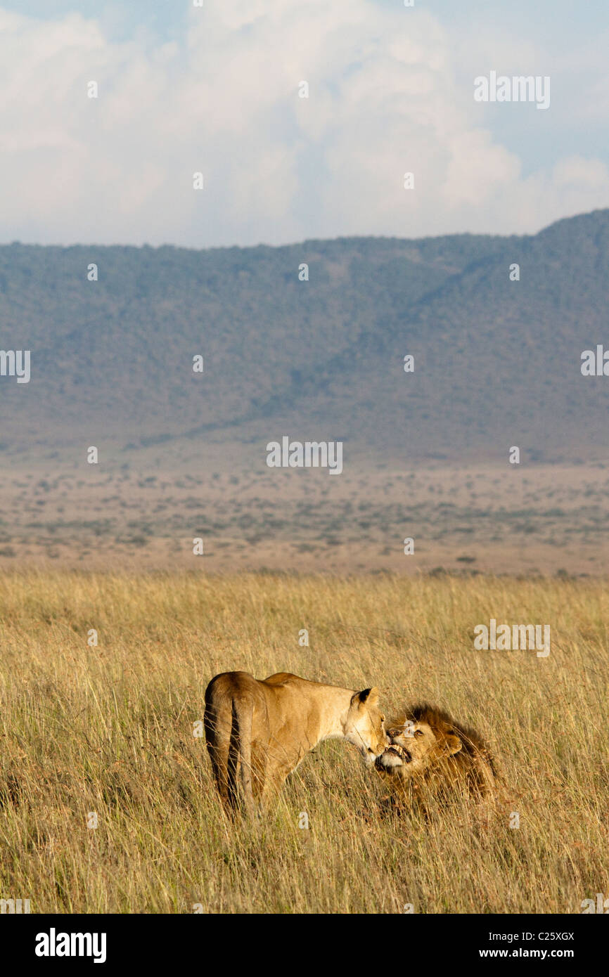 I Lions ( Panthera leo ) nel Masai Mara , Kenya , Africa Foto Stock