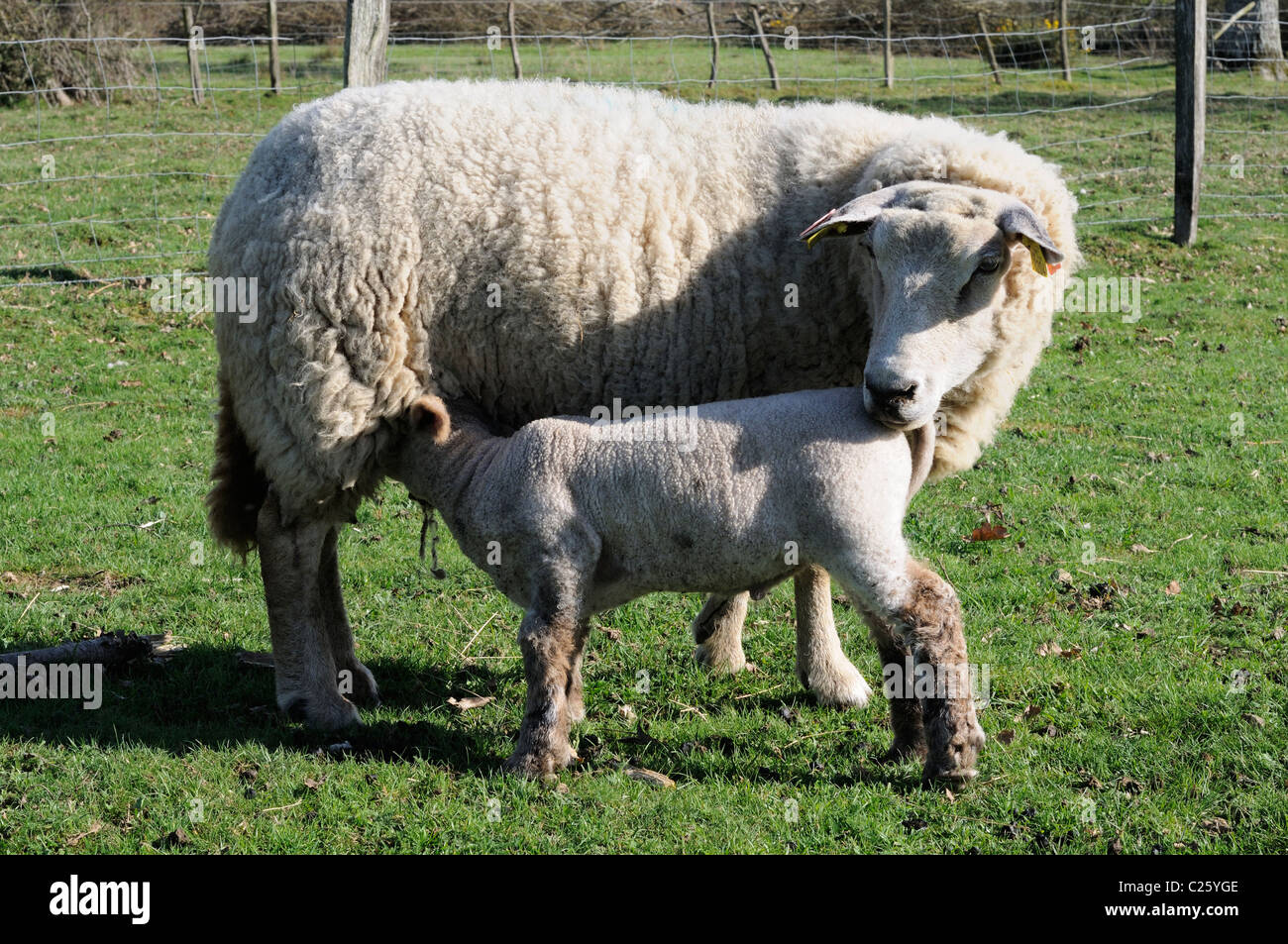 Foto di stock di pecore con Agnelli. Foto Stock